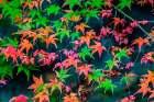 Colorful foliage, Tofuku-ji Buddhist temple, Kyoto, Japan. Famous for its autumn leaves. Art Print